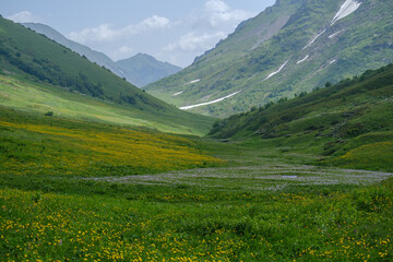 mountain green valley with flowers