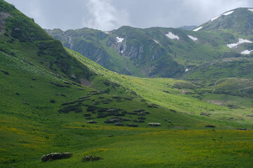 green mountain slopes with different flowers