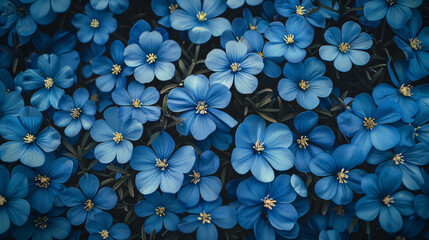 Beautiful blue flowers background. A floral pattern with many blooming Phalaenopsis hybrid orchid plants. A top view in the style of folded hybridis plants.