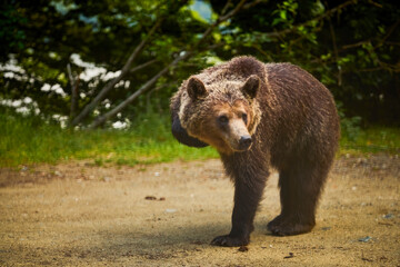 Fototapeta premium a bear standing at the edge of a forest