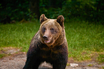 a bear standing at the edge of a forest