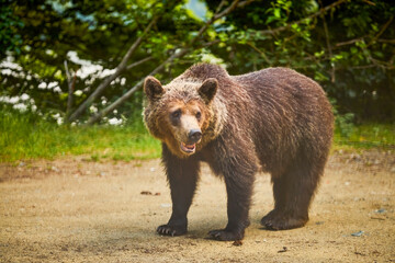 Fototapeta premium a bear standing at the edge of a forest
