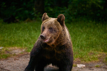Fototapeta premium a bear standing at the edge of a forest