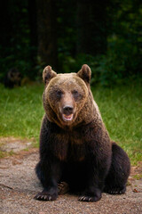 Fototapeta premium a bear standing at the edge of a forest