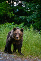 Fototapeta premium a bear standing at the edge of a forest