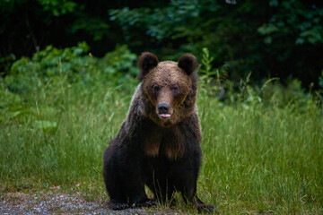 Fototapeta premium a bear standing at the edge of a forest