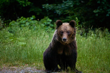 a bear standing at the edge of a forest