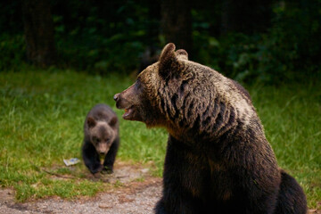 a bear with cubs at the edge of a forest