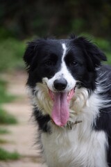 Portrait of  dog smilling tongue sticking out, black and white border collie , dog. 