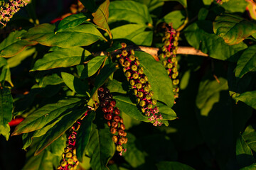 Twig of American pokeweed (Phytolacca americana, poke sallet, inkberry, nightshade, pokeroot, redweed, pigeonberry, pocan bush, red ink plant, Virginian red stem pokeberry) with flowers and berries. 