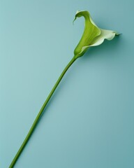 Green calla lily on blue surface with green stem, symbolizing beauty and elegance