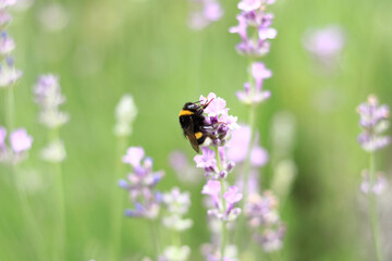 Striped bumblebee on a lavender flower, close-up. Pollination of flowers by insects. Lavender bloom season. Purple lavender flowers with selective focus. Lavender field