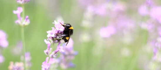 Striped bumblebee on a lavender flower, close-up. Pollination of flowers by insects. Lavender bloom season. Purple lavender flowers with selective focus. Lavender field