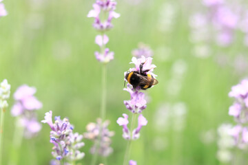 Striped bumblebee on a lavender flower, close-up. Pollination of flowers by insects. Lavender bloom...