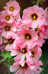 Blooming pink hollyhocks in the summer garden