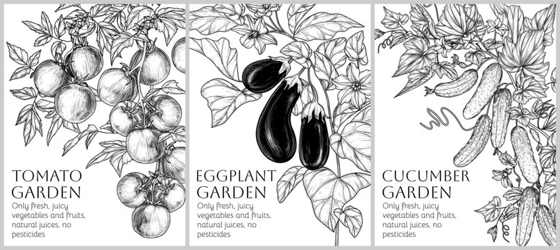 Vector set of 3 banners with vegetables on branches with leaves and flowers. Tomatoes, eggplants, cucumbers