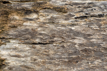 The surface of old wood, which is decaying