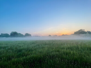 Obraz premium The morning mist over the meadows makes them look fresh and lively, with the dewdrops shimmering in the gentle sunlight, enhancing the lush greenery
