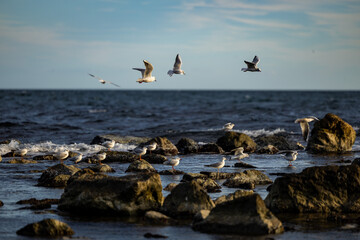 Seabirds colony on a shallow in the Black sea of Bulgaria.