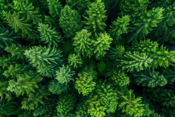 Fototapeta premium Verdant forest canopy from aerial perspective