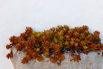 Mauerpfeffer (Sedum) in Steinschale an Hauswand