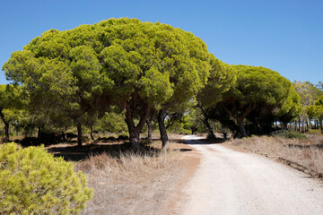 Pinienwald im Naturpark Ria Formosa, Algarve, Portugal