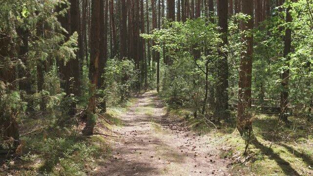 Movement background pine forest in summer on a sunny day