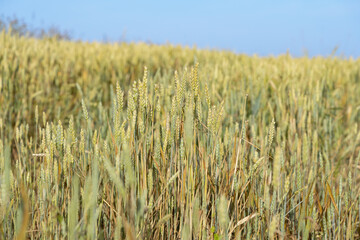 Weizenfeld in Bayern