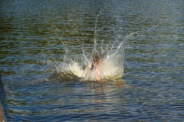 Fototapeta premium Young woman jumping into the lake