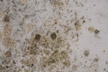 mold on the wall in the apartment