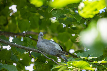 Wood pigeon chick on tree branches