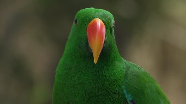 Male Moluccan eclectus (Eclectus roratus) parrot bird native to the Maluku Islands in a wild -face extreme close-up