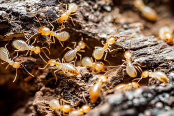 Close-up of termites on wood