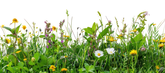 PNG A grass and flowers backgrounds grassland outdoors.