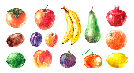 Hand drawn watercolor fruit illustration set. Pear, banana, apple, kiwi, plum, fig, lemon, tangerine, peach, lime, orange, apricot, persimmon