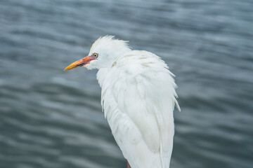 White Egret Posing by Water