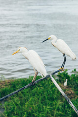 Two Egrets Perched on Metal Railing by Water