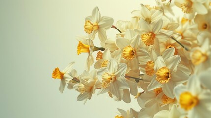 Obraz premium A cascade of daffodils in full bloom, their golden heads swaying gently in the breeze
