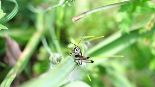 Tiny brown grasshopper sitting calm on a green leaf. Pholidoptera fallax is a cute cricket with black stripes and white dots. Shallow depth of field meadow wildlife from the Krk Island, Croatia.