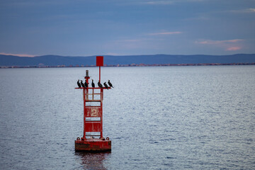 Birds sitting on a red buoy at sea. City and hills in the background at sunset time.