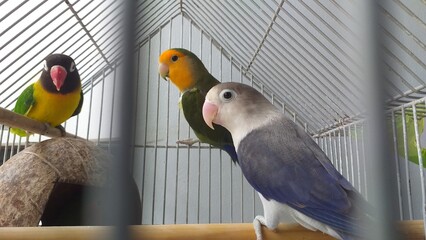 Fototapeta premium pair of parrots