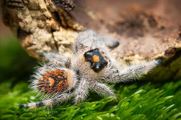Phidippus regius Rastafari jumping spider top view the family Salticidae animal arachnid family jumping web spider. Phidippus Rastafari white grey and red orange spider macro photography.