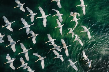 A flock of white birds flying over the water. The view from the top.