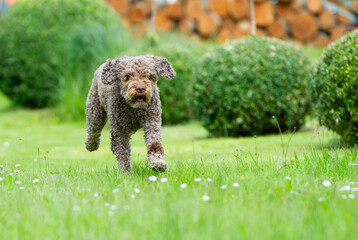 Lagotto Romagnolo rennt durch den Garten