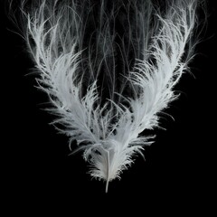 Solitary Elegance: A Single Feather Against Darkness