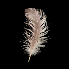 Solitary Elegance: A Single Feather Against Darkness