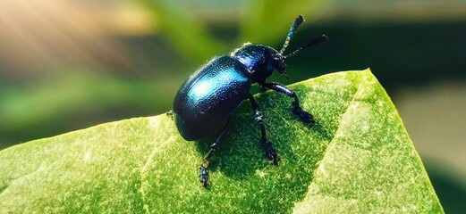 beetle on the leaf