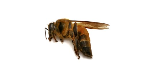 wasp on white background​ dead bees​