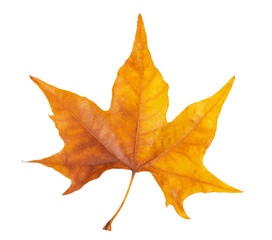 Autumn Maple Leaf