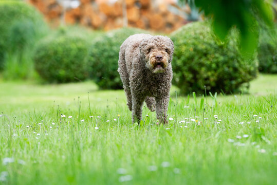 Lagotto Romagnolo rennt durch den Garten